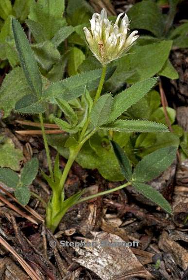 trifolium longipes 1 graphic